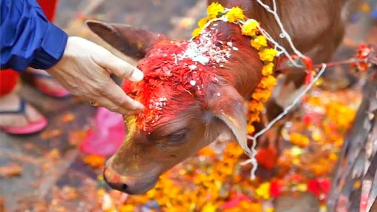 இன்று கோ துவாதசி, பிரதோஷம்.. இதை செய்தால் கோடி புண்ணியம் கிட்டும்.. சிவ பெருமானின் அருளையும் பெறலாம்..