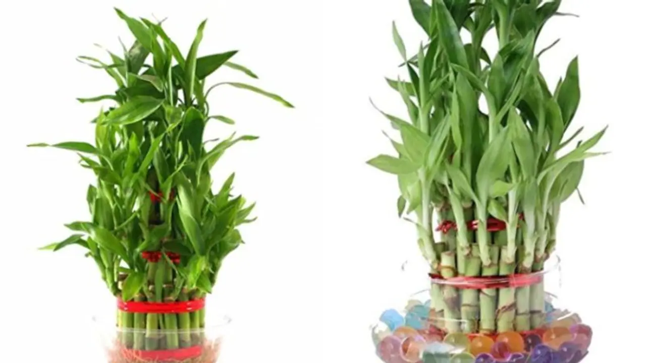 ঘরে থাকা এই একটি গাছ ফিরিয়ে দিতে পারে ভাগ্য, বাস্তুমতে জেনে নিন এর গুরুত্ব ঘরে থাকা এই একটি গাছ ফিরিয়ে দিতে পারে ভাগ্য, বাস্তুমতে জেনে নিন এর গুরুত্ব