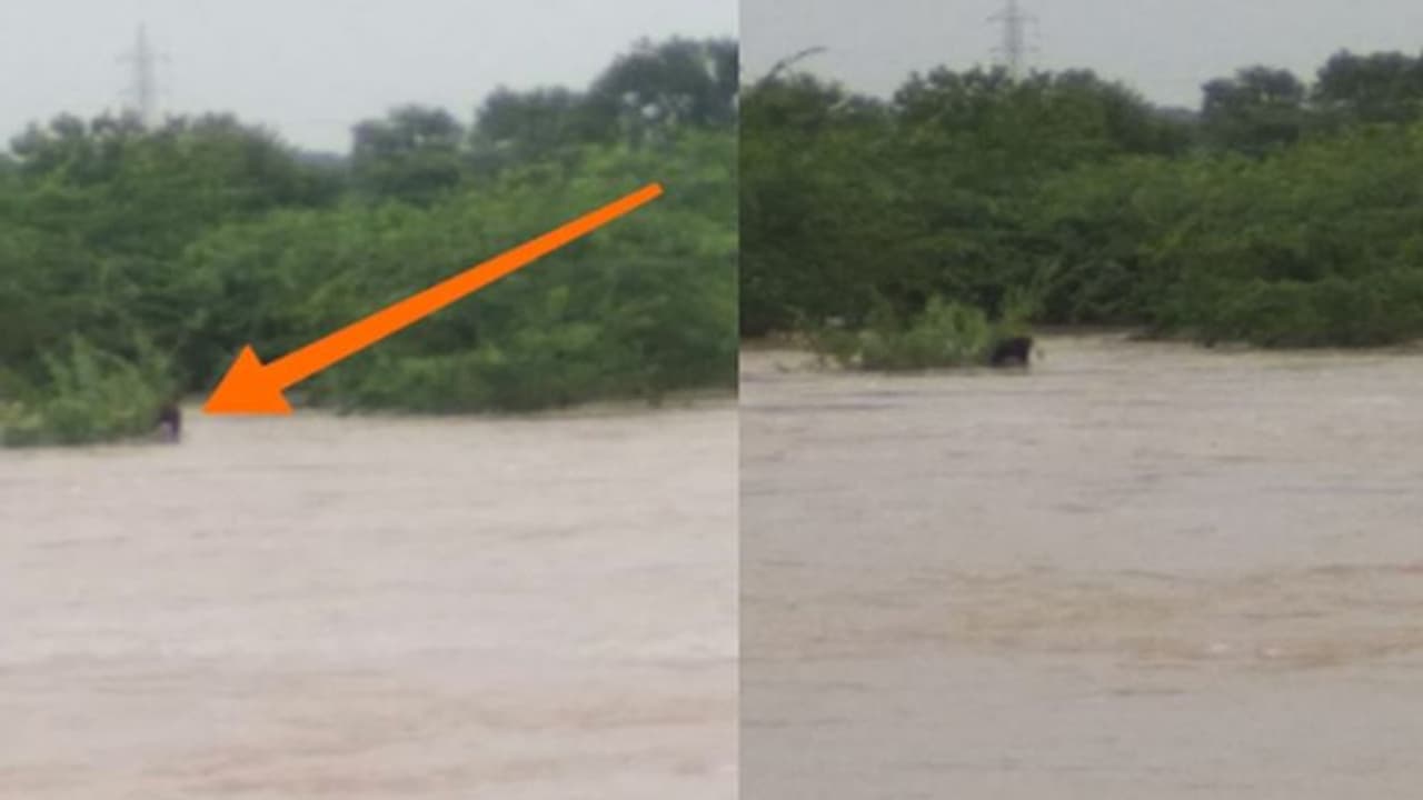 పెద్దవాగులో కొట్టుకుపోయిన లారీ: చెట్టును పట్టుకుని వేలాడుతున్న డ్రైవర్