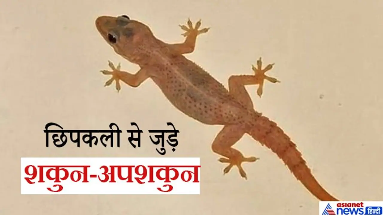 शुभ अशुभ घटनाओं से बारे में संकेत देती है छिपकली, ये हैं छिपकली से जुड़े 11 शकुन अपशकुन शुभ अशुभ घटनाओं से बारे में संकेत देती है छिपकली, ये हैं छिपकली से जुड़े 11 शकुन अपशकुन