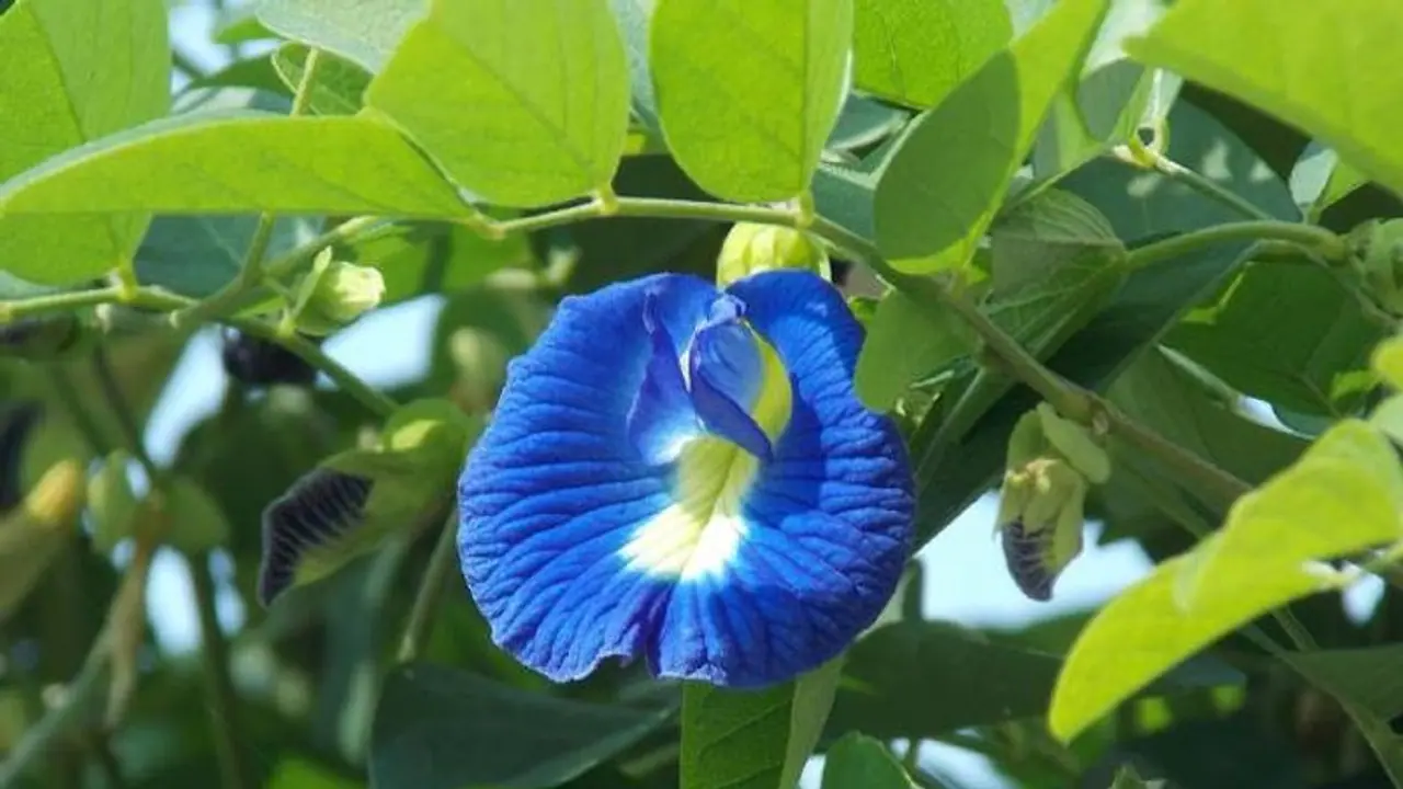 বাড়ির এই দিকে অপরাজিতা গাছ থাকলে মেলে নানান উপকার, কেটে যায় শনির দোষ বাড়ির এই দিকে অপরাজিতা গাছ থাকলে মেলে নানান উপকার, কেটে যায় শনির দোষ