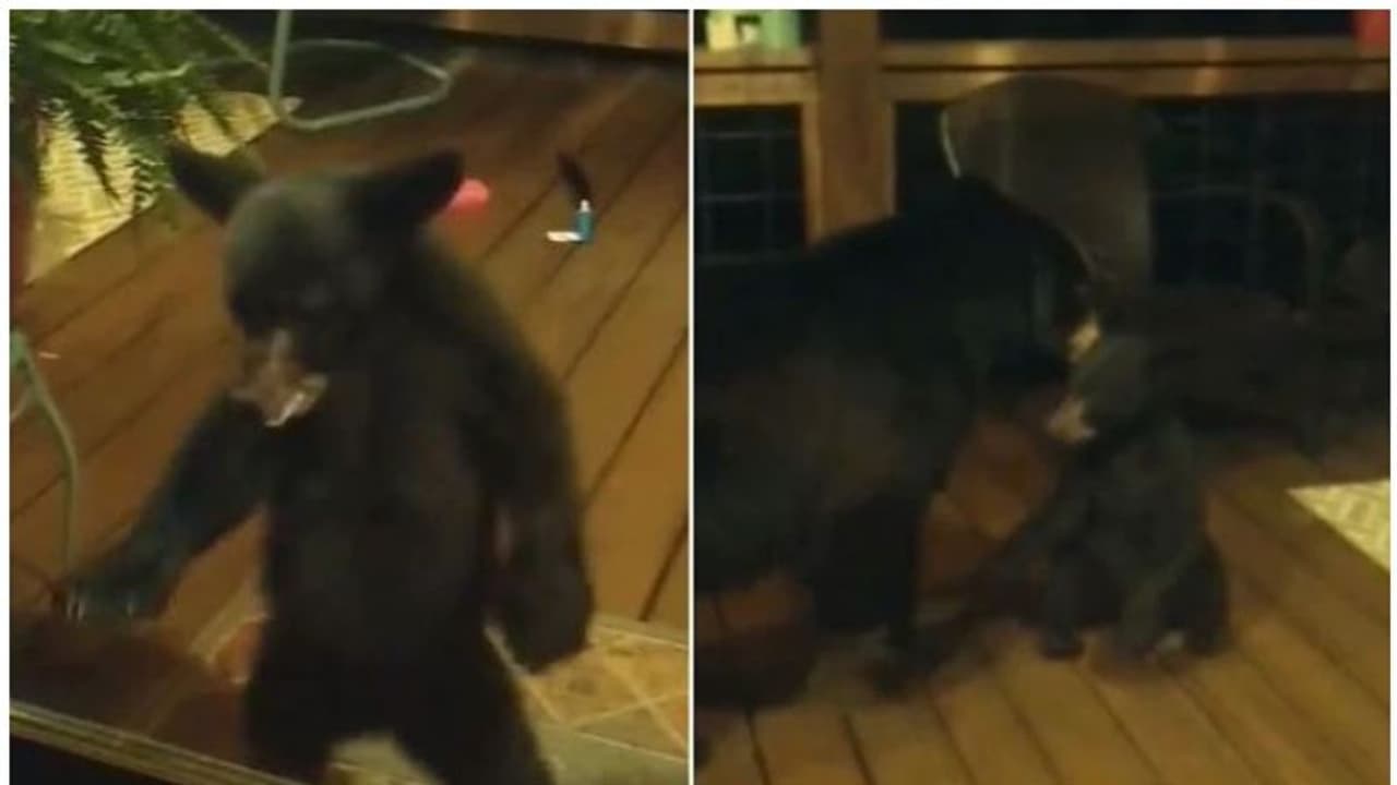 വീടിനുള്ളിൽ കയറാൻ ശ്രമിച്ച കരടിക്കുഞ്ഞിന്റെ ചെവിയ്ക്ക് പിടിച്ച് അമ്മക്കരടി; വെെറലായി വീഡിയോ