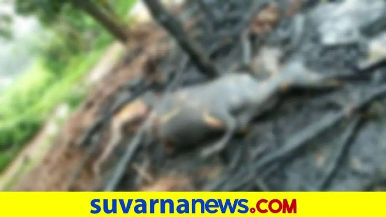ಬೆಳಗಾವಿ: ದನದ ಕೊಟ್ಟಿಗೆಗೆ ಆಕಸ್ಮಿಕ ಬೆಂಕಿ, ಮೂಕ ಪ್ರಾಣಿಗಳು ಸಜೀವ ದಹನ
