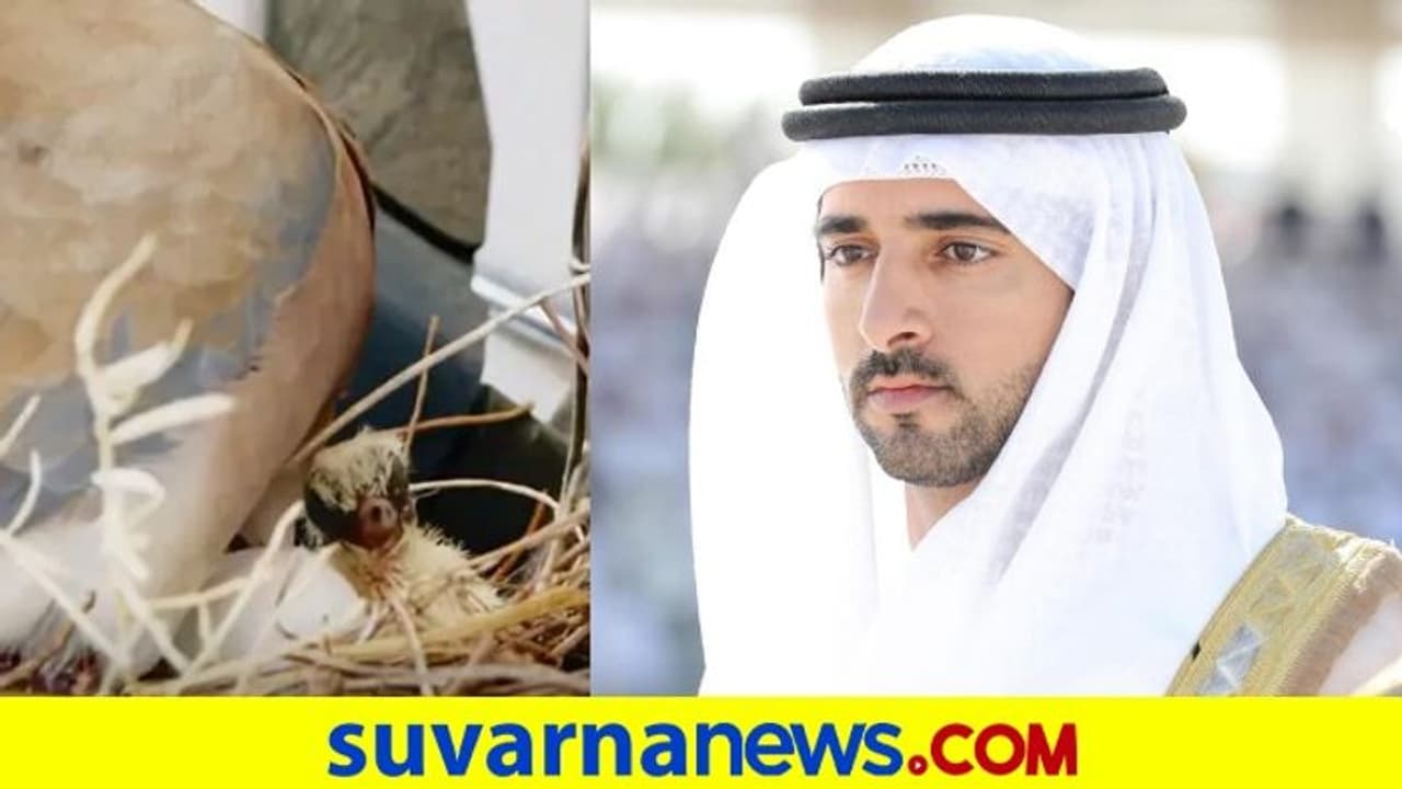 ದುಬೈ ರಾಜಕುಮಾರನ ಕಾರಿನಲ್ಲಿ ಮೊಟ್ಟೆಯಿಟ್ಟ ಹಕ್ಕಿ, ಮುಂದಾದ ಘಟನೆ ನೀವೇ ನೋಡಿ! ದುಬೈ ರಾಜಕುಮಾರನ ಕಾರಿನಲ್ಲಿ ಮೊಟ್ಟೆಯಿಟ್ಟ ಹಕ್ಕಿ, ಮುಂದಾದ ಘಟನೆ ನೀವೇ ನೋಡಿ!