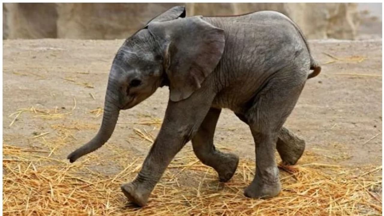 ഈ ആഫ്രിക്കൻ കുട്ടിയാനയ്ക്ക് ഒരു ആപ്പിന്റെ പേരാണ് നൽകിയിരിക്കുന്നത്...!