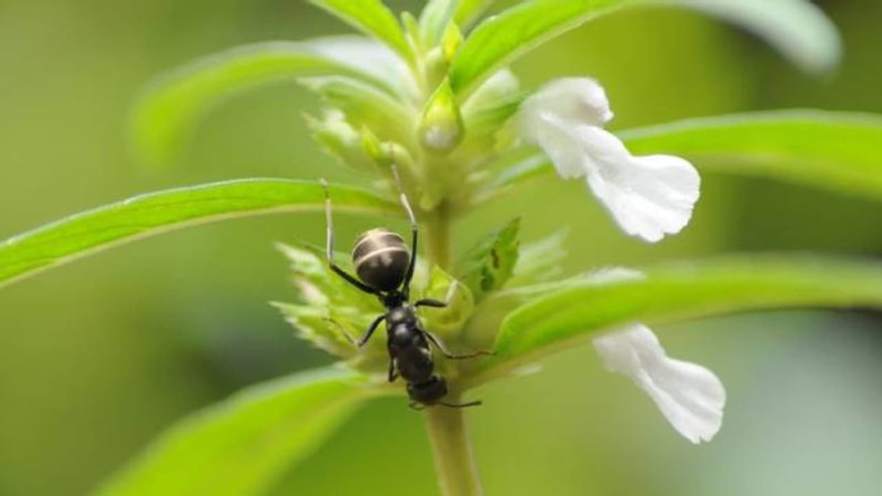 തുമ്പപ്പൊടിക്ക് 100 ഗ്രാമിന് 190 രൂപ വരെ; പൂക്കളത്തില് പ്രധാനിക്ക് ഓണ്ലൈന് വഴിയും വിപണനം തുമ്പപ്പൊടിക്ക് 100 ഗ്രാമിന് 190 രൂപ വരെ; പൂക്കളത്തില് പ്രധാനിക്ക് ഓണ്ലൈന് വഴിയും വിപണനം
