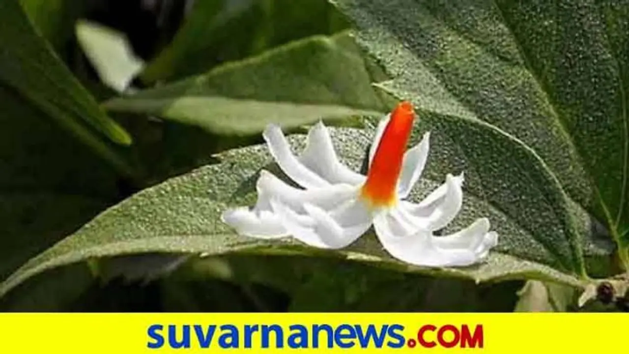 ಹಲವು ರೋಗಗಳಿಗೆ ಈ ಕಾಡಲ್ಲಿದೆ ಔಷಧ : ಎಲ್ಲಿದೆ ಆ ಕಾಡು..? ಹಲವು ರೋಗಗಳಿಗೆ ಈ ಕಾಡಲ್ಲಿದೆ ಔಷಧ : ಎಲ್ಲಿದೆ ಆ ಕಾಡು..?