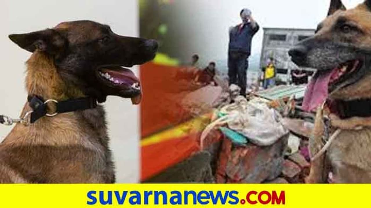 ವೃದ್ಧ ಯಜಮಾನನ ಜೀವ ಉಳಿಸಿದ ನಾಯಿ ವೃದ್ಧ ಯಜಮಾನನ ಜೀವ ಉಳಿಸಿದ ನಾಯಿ