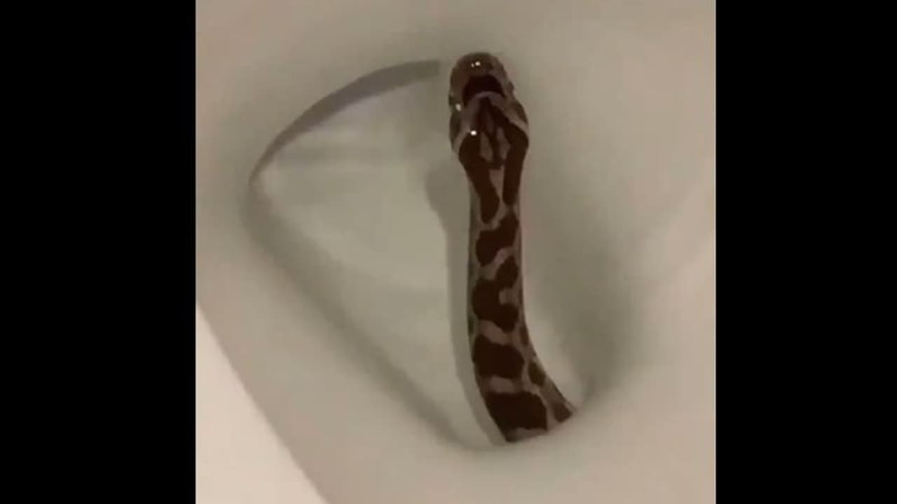 কমোডের মধ্যে উঁকি মারছে একটি সাপ, সেই ভাইরাল ভিডিওতেই মগ্ম নেটদুনিয়া কমোডের মধ্যে উঁকি মারছে একটি সাপ, সেই ভাইরাল ভিডিওতেই মগ্ম নেটদুনিয়া