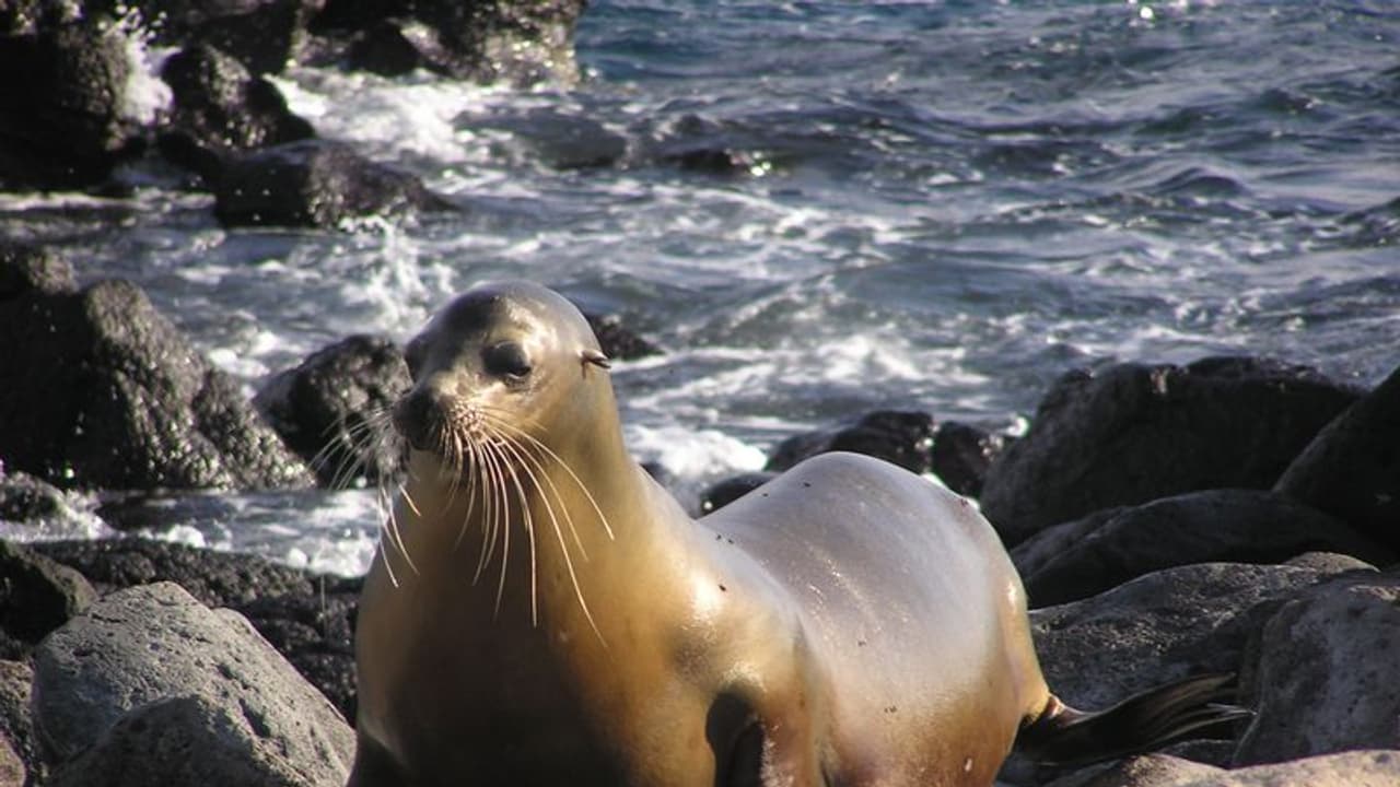 നൂറുകണക്കിന് കടല് സിംഹങ്ങളെ കൊല്ലാന് അമേരിക്ക; പിന്നിലെ ലക്ഷ്യം മറ്റൊരു ജീവിയെ രക്ഷിക്കല് നൂറുകണക്കിന് കടല് സിംഹങ്ങളെ കൊല്ലാന് അമേരിക്ക; പിന്നിലെ ലക്ഷ്യം മറ്റൊരു ജീവിയെ രക്ഷിക്കല്