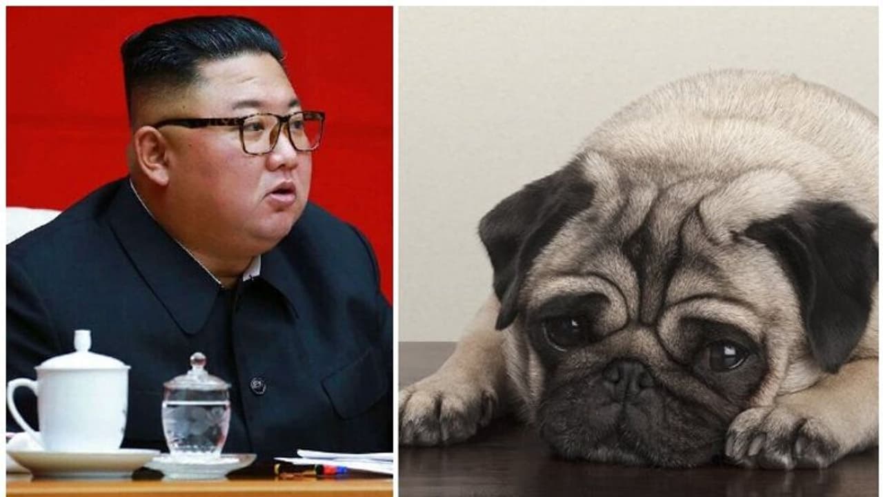 വളർത്തുപട്ടികൾ പെറ്റിബൂർഷ്വാസമൂഹത്തിന്റെ ലക്ഷണം, എല്ലാറ്റിനെയും ഉടൻ കസ്റ്റഡിയിലെടുക്കാൻ ഉത്തരവിട്ട് കിം ജോങ്ഉൻ