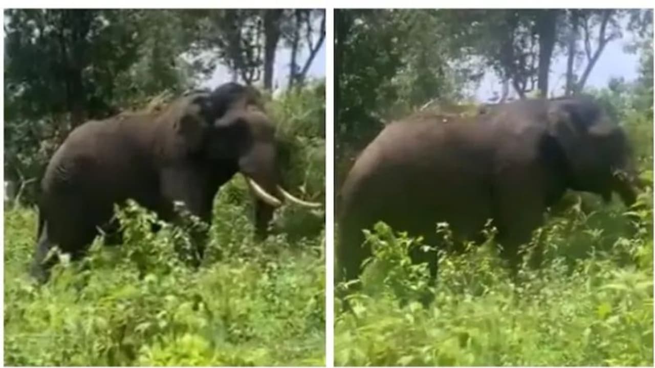 ആനപ്പുറത്തൊരു ആഢംബര സവാരി; കുഞ്ഞിക്കിളികളുമായി കാട്ടിലൂടൊരു യാത്ര ആനപ്പുറത്തൊരു ആഢംബര സവാരി; കുഞ്ഞിക്കിളികളുമായി കാട്ടിലൂടൊരു യാത്ര