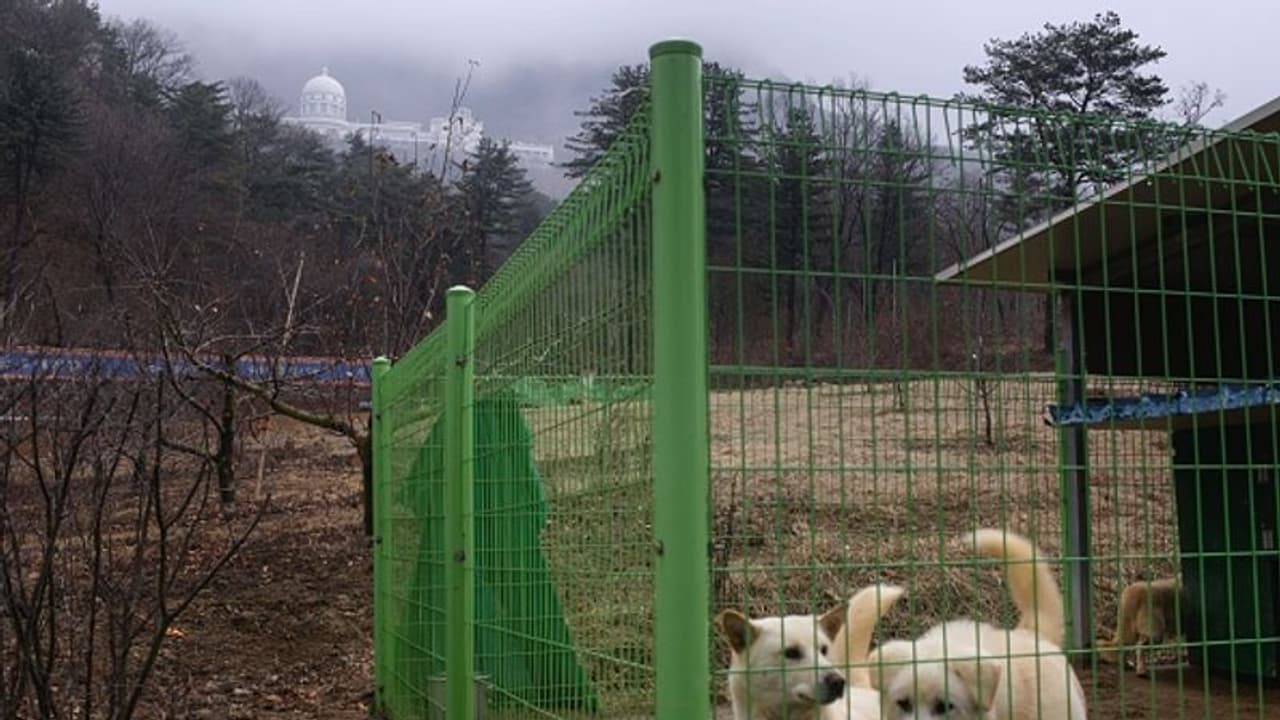 ஒருத்தனும் நாய் வளர்க்கக்கூடாது... வளர்ப்பு நாய்களை இறைச்சி கடைக்கு அனுப்ப அதிரடி உத்தரவு..! ஒருத்தனும் நாய் வளர்க்கக்கூடாது... வளர்ப்பு நாய்களை இறைச்சி கடைக்கு அனுப்ப அதிரடி உத்தரவு..!