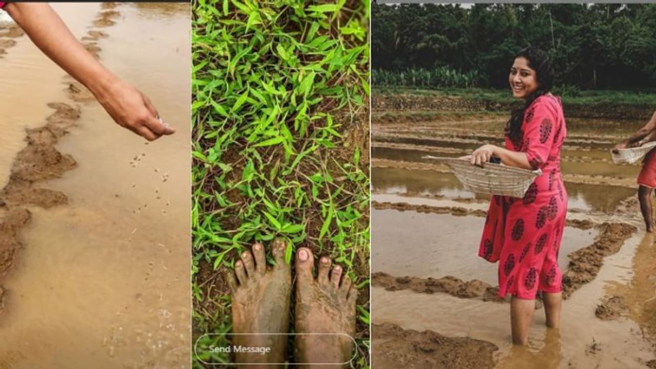 ' ഈ വർഷത്തെ കർഷകശ്രീ അവാർഡ് ഞാൻ വിട്ടുകൊടുക്കില്യച്ചാണു'; പാടത്ത് വിത്തെറിഞ്ഞ് അനുമോൾ