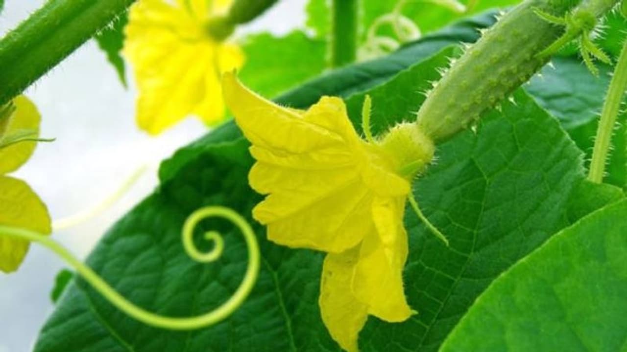 ആണ്പൂക്കളും പെണ്പൂക്കളും പച്ചക്കറിയിനങ്ങളില്; തിരിച്ചറിഞ്ഞാല് കൂടുതല് വിളവുണ്ടാക്കാം ആണ്പൂക്കളും പെണ്പൂക്കളും പച്ചക്കറിയിനങ്ങളില്; തിരിച്ചറിഞ്ഞാല് കൂടുതല് വിളവുണ്ടാക്കാം