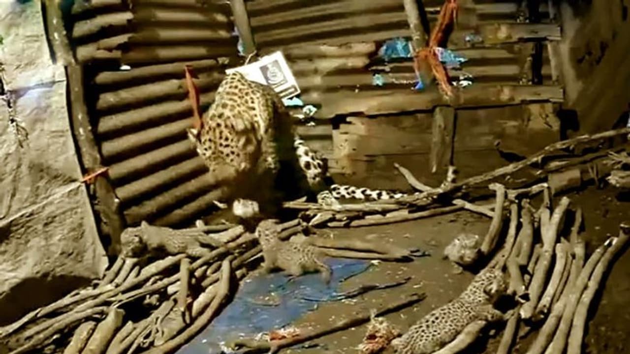 নাসিকের ঝুপড়িতে ৪টি শিশুর জন্ম দিল মা লেপার্ড, মুগ্ধ হয়ে দেখছে নেটিজেনরা, দেখুন মন ভাল করা সেই ভিডিও