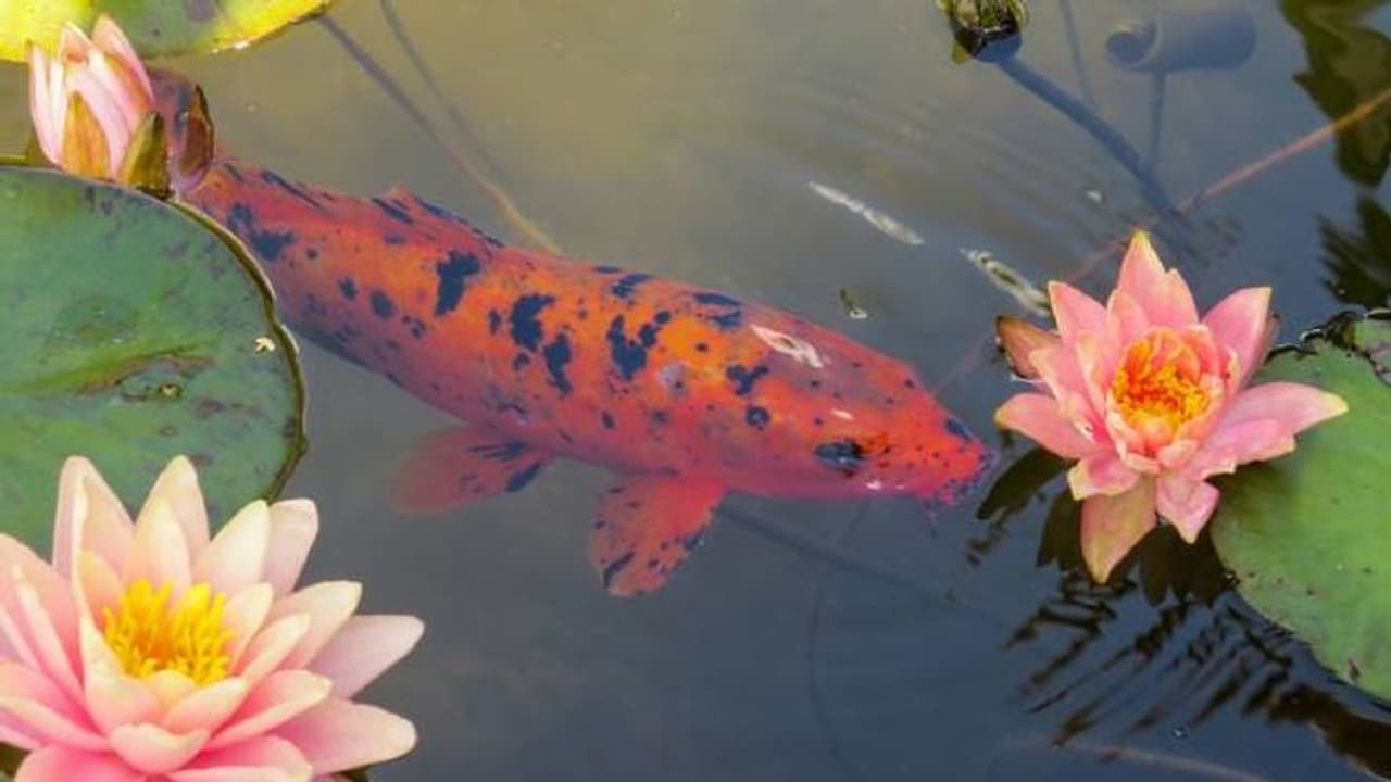 മത്സ്യക്കുളത്തിലെ സസ്യങ്ങള്ക്കും വളപ്രയോഗം; കരുതലോടെ ജലസസ്യങ്ങളെ പരിപാലിക്കാം മത്സ്യക്കുളത്തിലെ സസ്യങ്ങള്ക്കും വളപ്രയോഗം; കരുതലോടെ ജലസസ്യങ്ങളെ പരിപാലിക്കാം