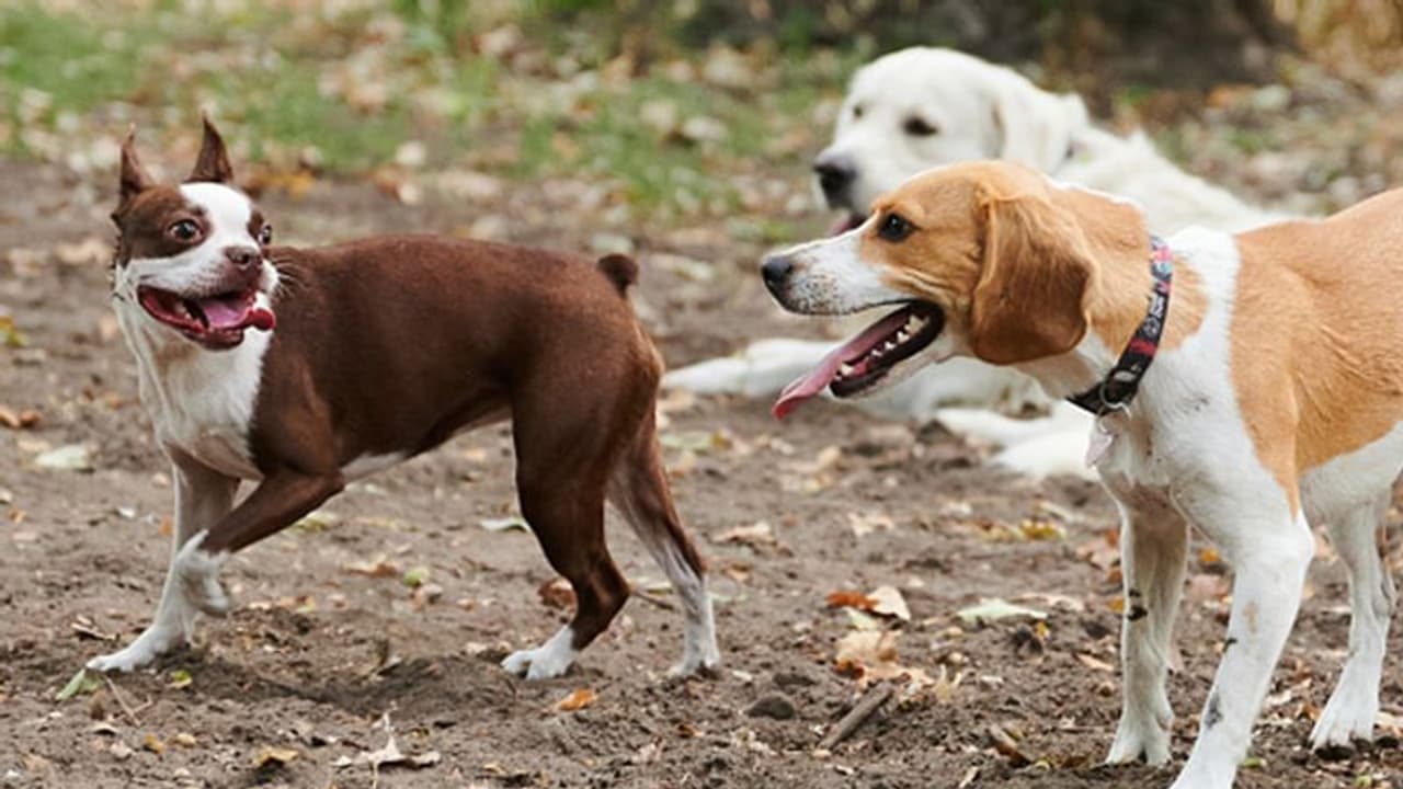 വള‍ർത്തുമൃ​ഗങ്ങളുടെ ലൈസൻസിനായി ഉടമകൾ, സൗകര്യമൊരുക്കി തദ്ദേശ സ്ഥാപനങ്ങൾ,ചികിൽസ കിട്ടാനും ലൈസൻസ് നി‍ർബന്ധം
