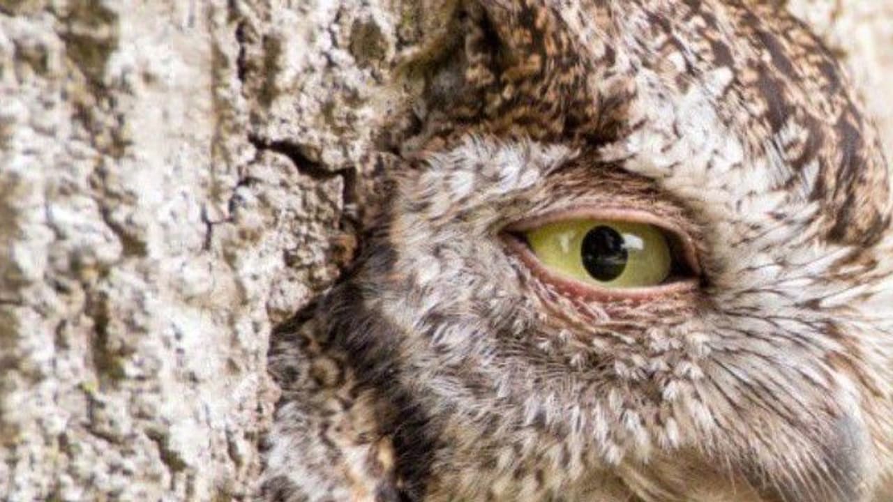 'ছদ্মবেশী' পেঁচার ছবি ভাইরাল হল নেটদুনিয়ায়, আপনিও নজর রাখুন বনকর্তার শেয়ার করা ছবিতে