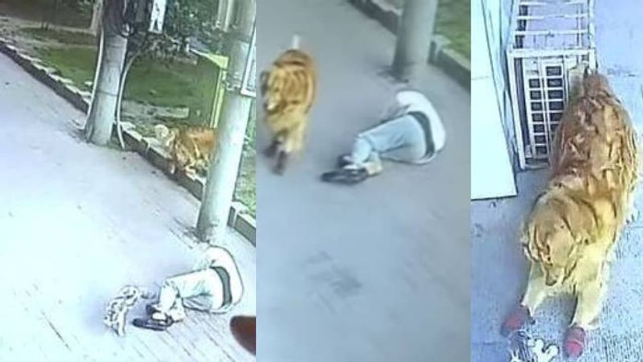 വളർത്തു നായയ്ക്കൊപ്പം നടക്കുന്നതിനിടയില്‍ തലയിലേക്ക് പൂച്ച ചാടി; മധ്യവയസ്ക്കന്‍ ബോധരഹിതനായി; വീഡിയോ