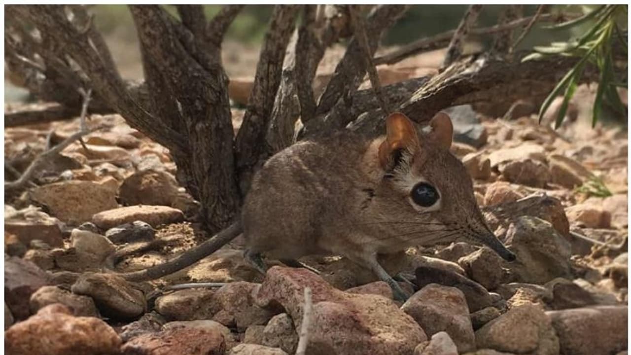 പേരില്‍ ആനയുണ്ടെങ്കിലും ഇത്തിരിക്കുഞ്ഞന്മാര്‍, 50 വര്‍ഷത്തിനുശേഷം 'എലിഫെന്‍റ് ഷ്രൂ'വിനെ കണ്ടെത്തി ശാസ്ത്രലോകം