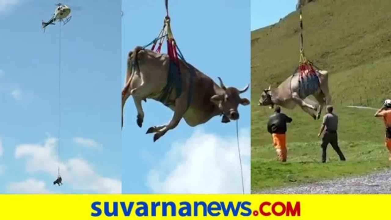 ಚಿಕಿತ್ಸೆಗಾಗಿ ಗಾಯಗೊಂಡ ಎತ್ತನ್ನು ಏರ್ ಲಿಫ್ಟ್ ಮಾಡಿದ ರೈತ! ಚಿಕಿತ್ಸೆಗಾಗಿ ಗಾಯಗೊಂಡ ಎತ್ತನ್ನು ಏರ್ ಲಿಫ್ಟ್ ಮಾಡಿದ ರೈತ!