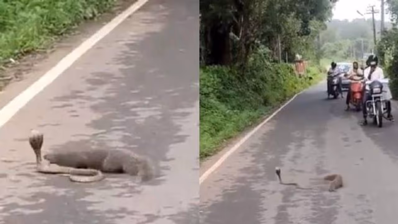 നടുറോഡില് കീരിയും മൂര്ഖനും തമ്മില് തല്ല്; കാഴ്ചക്കാരായി വാഹന യാത്രക്കാര്; വീഡിയോ വൈറല് നടുറോഡില് കീരിയും മൂര്ഖനും തമ്മില് തല്ല്; കാഴ്ചക്കാരായി വാഹന യാത്രക്കാര്; വീഡിയോ വൈറല്