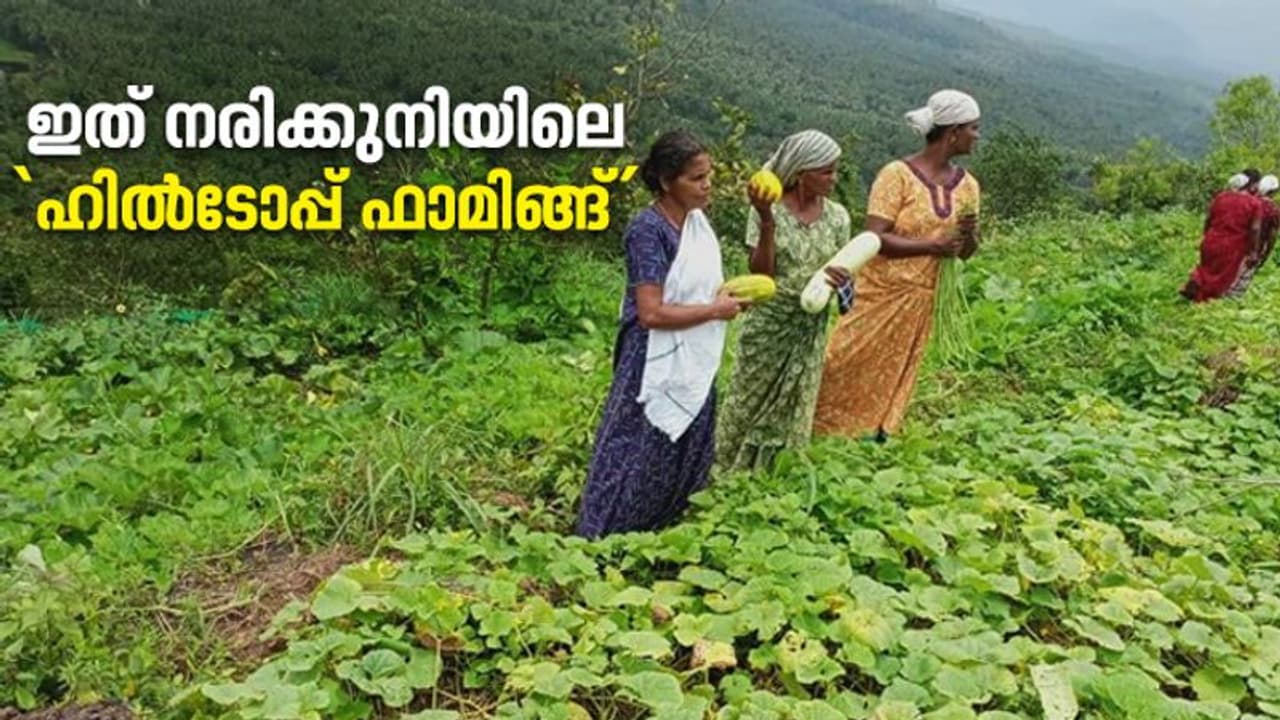 ചെങ്കുത്തായ മലകളില് മഴക്കാലത്തും പച്ചക്കറി വിളയിച്ചവര്; ഇത് കണ്ടുപഠിക്കേണ്ട കൃഷിപാഠം ചെങ്കുത്തായ മലകളില് മഴക്കാലത്തും പച്ചക്കറി വിളയിച്ചവര്; ഇത് കണ്ടുപഠിക്കേണ്ട കൃഷിപാഠം