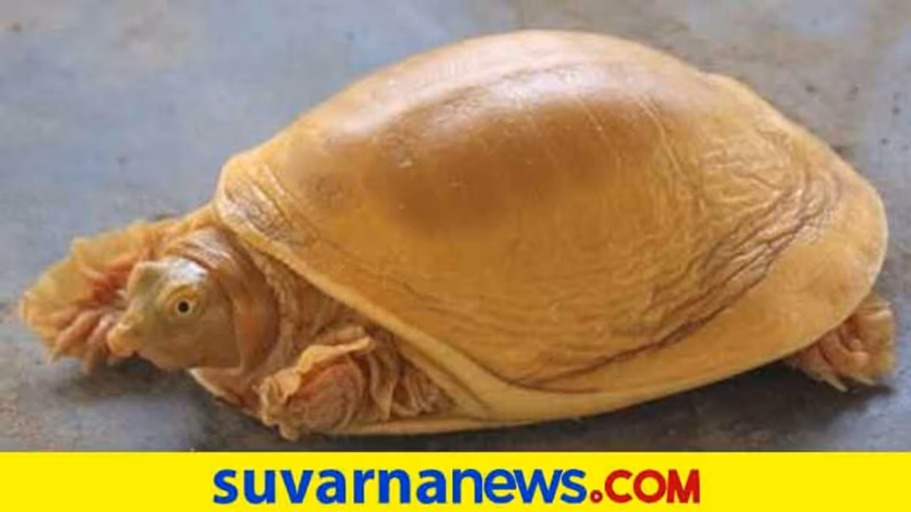 ಕೊರೋನಾದಿಂದ ಮನುಷ್ಯನನ್ನು ರಕ್ಷಿಸಲು ಮತ್ತೊಮ್ಮೆ ಕೂರ್ಮಾವತಾರ ತಾಳಿದನೇ ವಿಷ್ಣು? ಕೊರೋನಾದಿಂದ ಮನುಷ್ಯನನ್ನು ರಕ್ಷಿಸಲು ಮತ್ತೊಮ್ಮೆ ಕೂರ್ಮಾವತಾರ ತಾಳಿದನೇ ವಿಷ್ಣು?