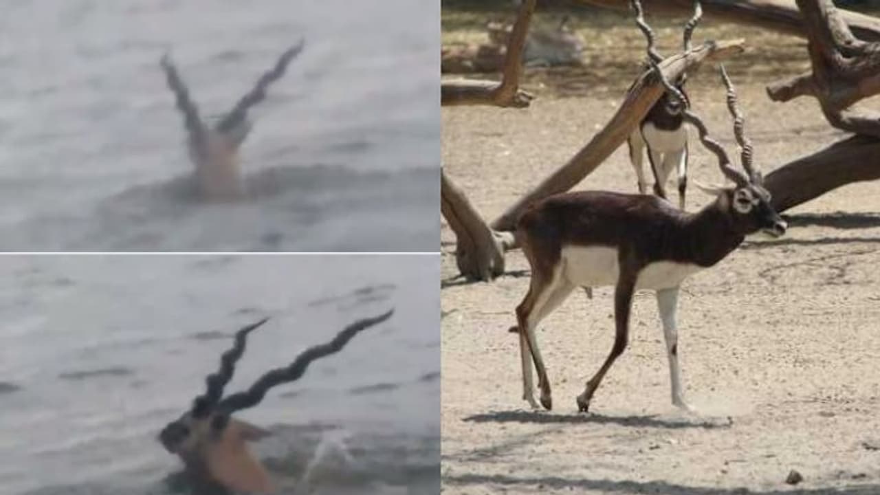 വെള്ളപ്പാച്ചിലില് മുങ്ങിത്താണ് കൃഷ്ണമൃഗങ്ങള്; രക്ഷകരായി വനംവകുപ്പും മത്സ്യത്തൊഴിലാളികളും, വീഡിയോ വെള്ളപ്പാച്ചിലില് മുങ്ങിത്താണ് കൃഷ്ണമൃഗങ്ങള്; രക്ഷകരായി വനംവകുപ്പും മത്സ്യത്തൊഴിലാളികളും, വീഡിയോ