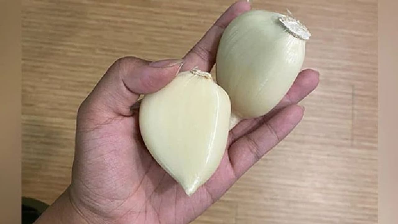 'രാക്ഷസ വെളുത്തുള്ളി'; ട്വിറ്ററില് വൈറലായ ചിത്രം സത്യമോ? 'രാക്ഷസ വെളുത്തുള്ളി'; ട്വിറ്ററില് വൈറലായ ചിത്രം സത്യമോ?