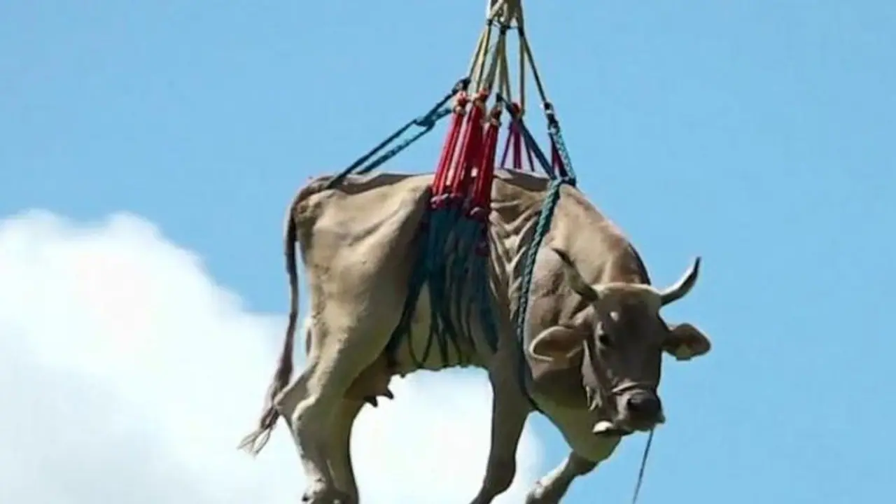 ఆవు కోసం హెలికాప్టర్ తెప్పించిన రైతు ఆవు కోసం హెలికాప్టర్ తెప్పించిన రైతు