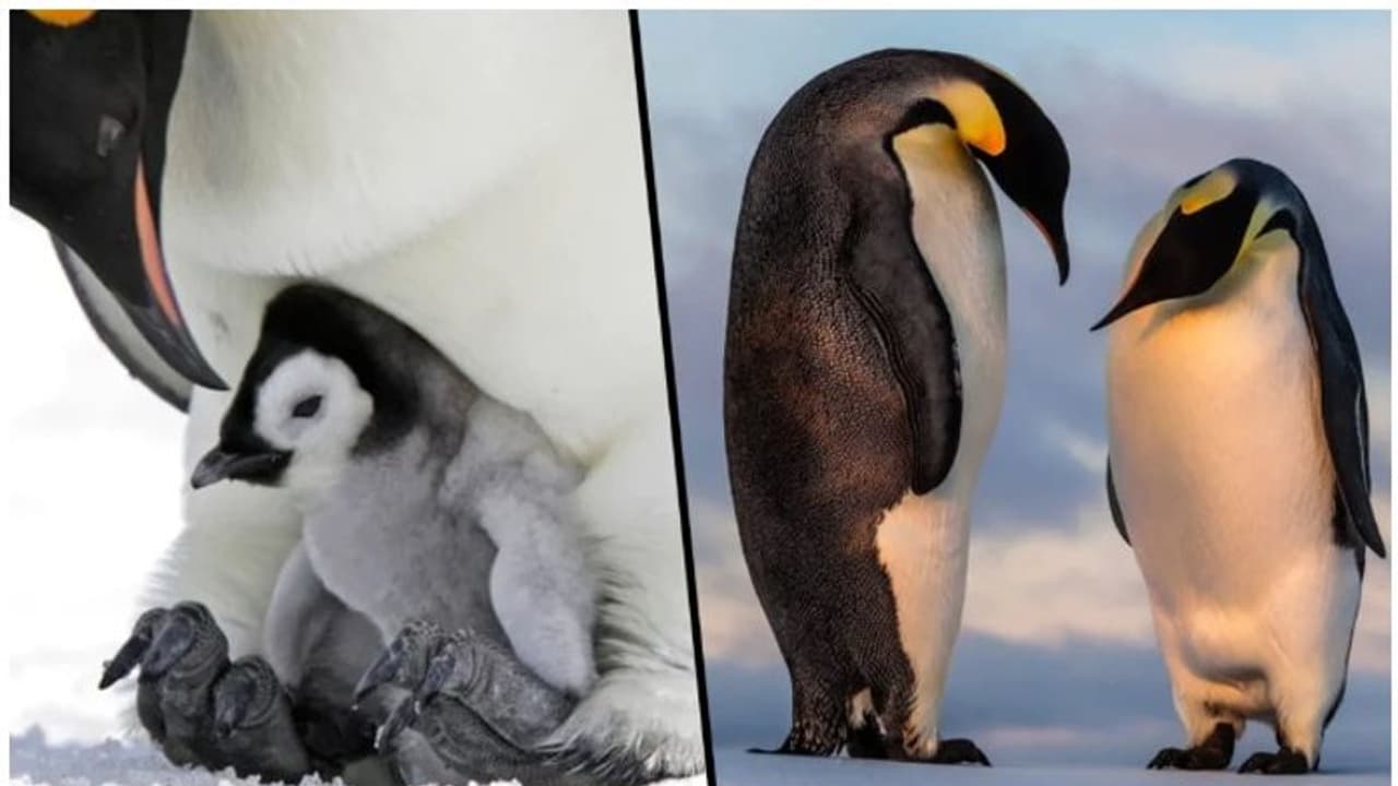 ദത്തെടുത്ത മുട്ടയ്ക്കുമേൽ അടയിരുന്ന സ്പാനിഷ് ലെസ്ബിയന് പെൻഗ്വിനുകൾക്ക് ഒടുവിൽ സന്താനഭാഗ്യം ദത്തെടുത്ത മുട്ടയ്ക്കുമേൽ അടയിരുന്ന സ്പാനിഷ് ലെസ്ബിയന് പെൻഗ്വിനുകൾക്ക് ഒടുവിൽ സന്താനഭാഗ്യം