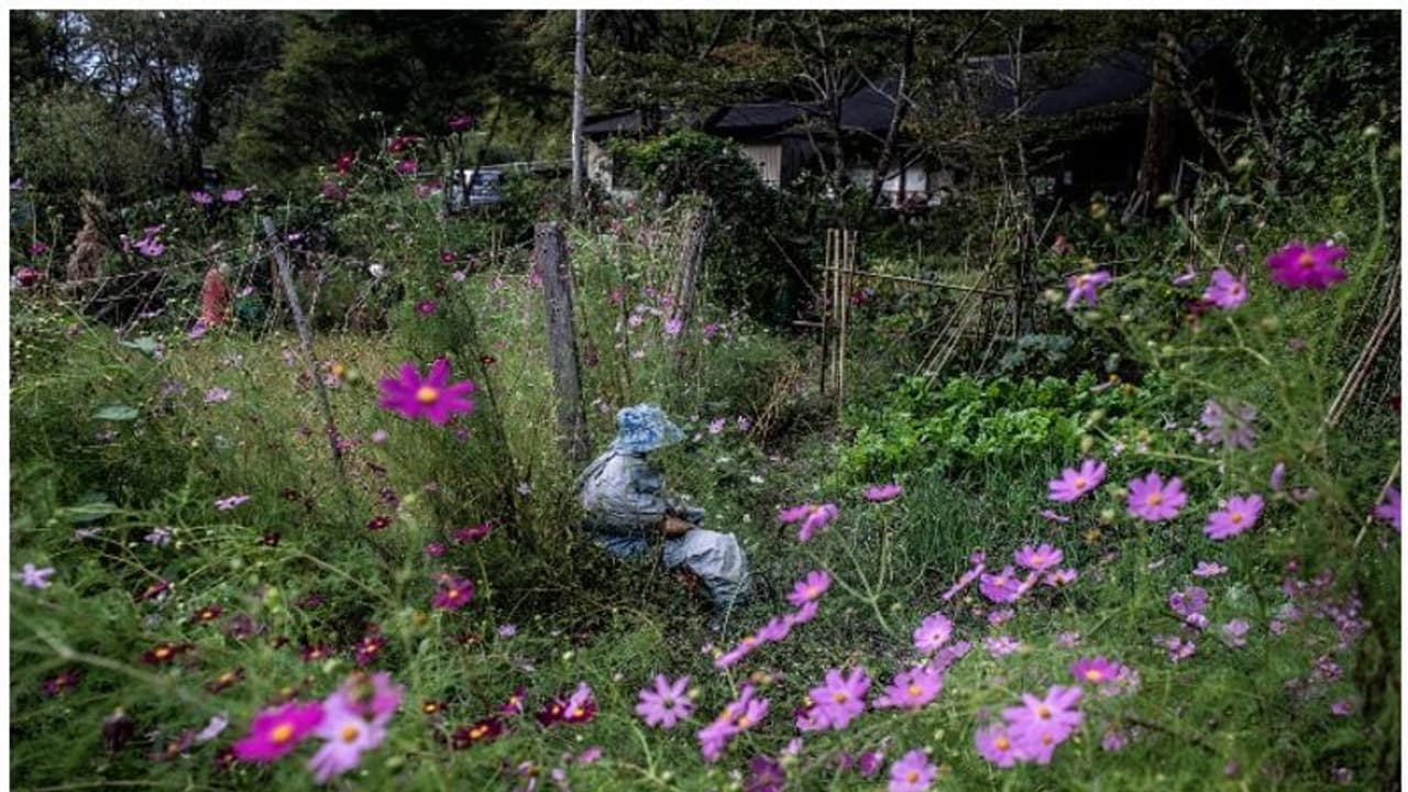 ഇത് ജപ്പാനിലെ 'പാവ ഗ്രാമം', ആളുകളേക്കാള്‍ കൂടുതല്‍ ഇവിടെ പാവകളാണ്!