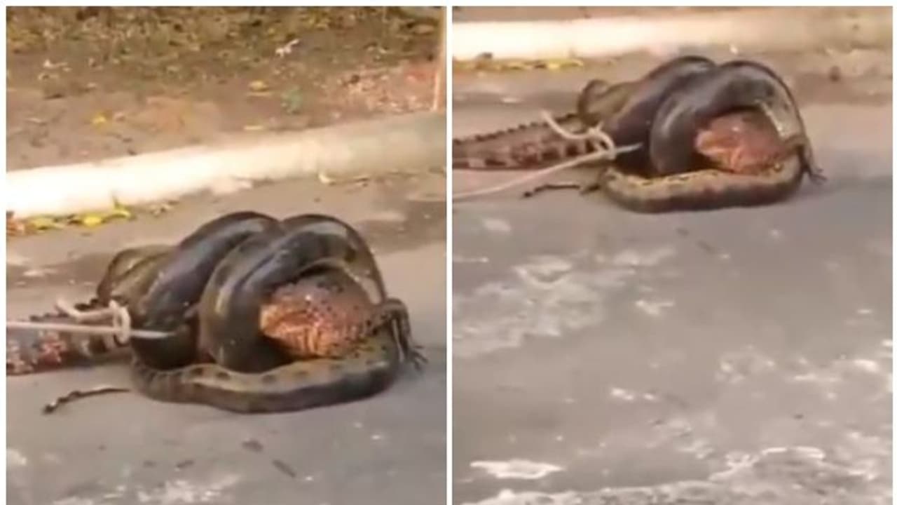 അനക്കോണ്ട മുതലയെ വീഴുങ്ങുമോ...? വീഡിയോ കാണാം