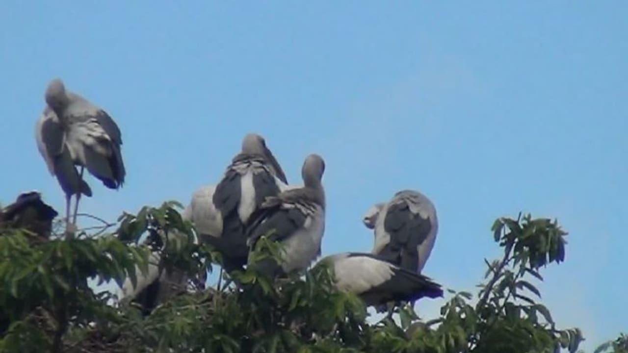 লকডাউনে মাঝেও এল 'অতিথি', পরিযায়ী পাখিদের কলতানে মুখরিত আদিবাসীদের গ্রাম লকডাউনে মাঝেও এল 'অতিথি', পরিযায়ী পাখিদের কলতানে মুখরিত আদিবাসীদের গ্রাম