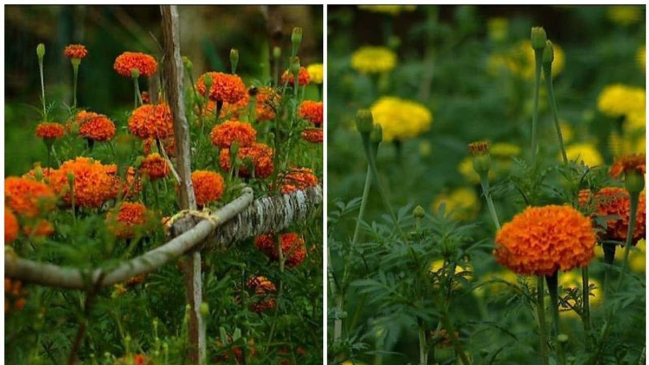 ಮೇಲ್ಜಾತಿ ಮನೆ ತೋಟದಿಂದ ಹೂ ಕೊಯ್ದ ಬಾಲಕಿ; 40 ದಲಿತ ಕುಟುಂಬಕ್ಕೆ ಬಹಿಷ್ಕಾರ! ಮೇಲ್ಜಾತಿ ಮನೆ ತೋಟದಿಂದ ಹೂ ಕೊಯ್ದ ಬಾಲಕಿ; 40 ದಲಿತ ಕುಟುಂಬಕ್ಕೆ ಬಹಿಷ್ಕಾರ!