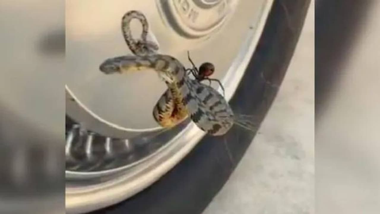 വലയില് കുടുങ്ങിയ പാമ്പിന്റെ പുറത്ത് ചിലന്തി; വീഡിയോ വൈറല് വലയില് കുടുങ്ങിയ പാമ്പിന്റെ പുറത്ത് ചിലന്തി; വീഡിയോ വൈറല്