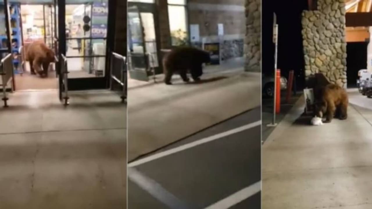 'ഷോപ്പിംഗ് സിമ്പിളല്ലേ'; സൂപ്പര്‍ മാര്‍ക്കറ്റില്‍ കയറി ചിപ്‌സ് പാക്കറ്റ് എടുത്തുപോകുന്ന കരടി