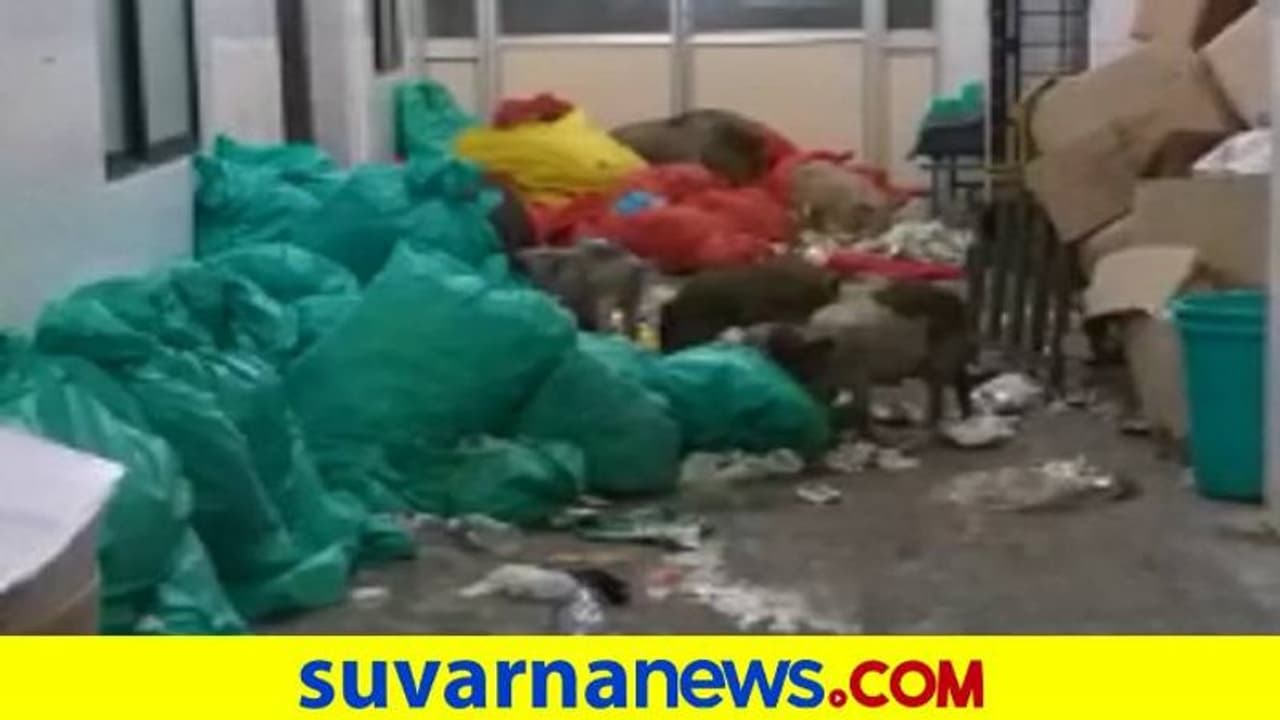 ರಾಯಚೂರು: ಕೋವಿಡ್‌ ಆಸ್ಪತ್ರೆಯಲ್ಲಿ ಹಂದಿಗಳದ್ದೇ ದರ್ಬಾರ್‌, ಸೋಂಕಿತರ ಗೋಳಾಟ..!