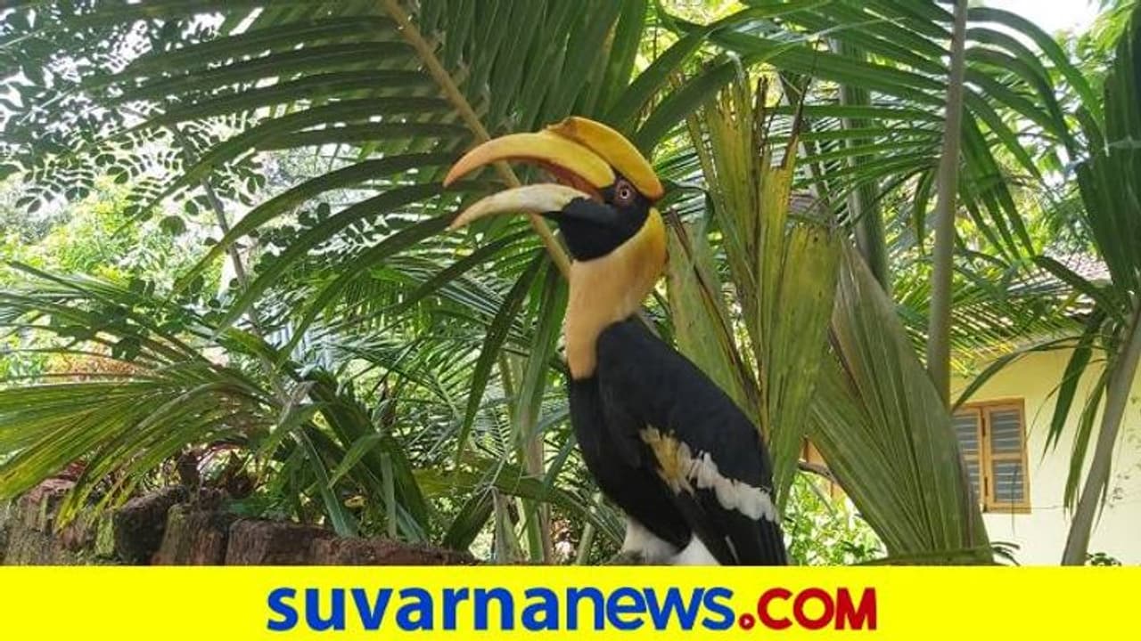 ಅಂಕೋಲಾ: ಮನೆ ಮಂದಿಯ ಮುದ್ದಿನ ಮಗುವಾದ ಹಾರ್ನಬಿಲ್! ಅಂಕೋಲಾ: ಮನೆ ಮಂದಿಯ ಮುದ್ದಿನ ಮಗುವಾದ ಹಾರ್ನಬಿಲ್!