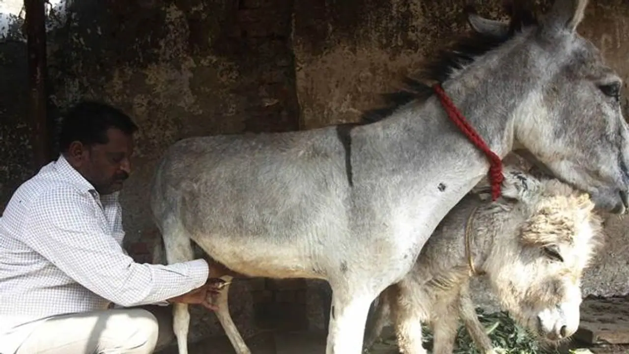 గాడిద పాలతో కరోనా కి చెక్..? నిజమెంత..?