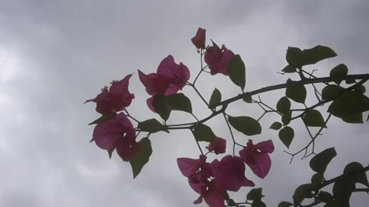 পশ্চিমবঙ্গের একাধিক জেলায় ঝড় বৃষ্টির পূর্বাভাস, কেমন থাকবে কলকাতার আবহাওয়া