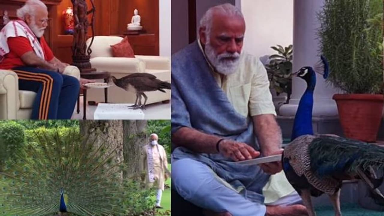 മയിലിന് ഭക്ഷണം കൊടുക്കുന്ന മോദി; വൈറലായി വീഡിയോ മയിലിന് ഭക്ഷണം കൊടുക്കുന്ന മോദി; വൈറലായി വീഡിയോ