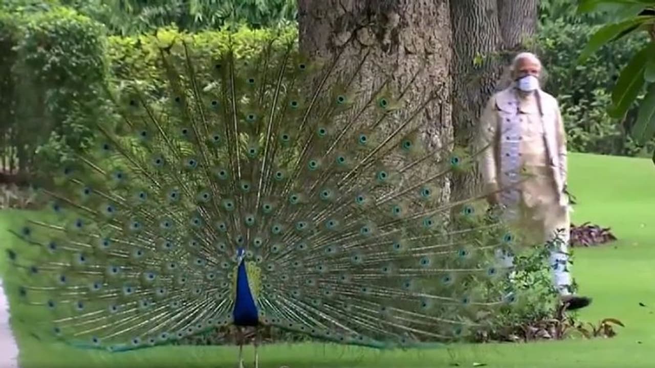 ময়ূরদের সঙ্গে সময় কাটাচ্ছেন প্রধানমন্ত্রী, নরেন্দ্র মোদীর নতুন ভিডিও মন কেড়েছে নেটিজেনদের ময়ূরদের সঙ্গে সময় কাটাচ্ছেন প্রধানমন্ত্রী, নরেন্দ্র মোদীর নতুন ভিডিও মন কেড়েছে নেটিজেনদের