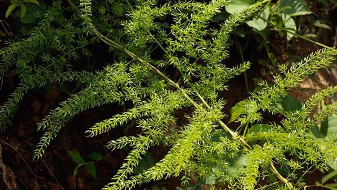 ശതാവരി അഥവാ ശതമൂലി; ഭക്ഷണത്തിനും ഔഷധത്തിനും മികച്ചത്... ശതാവരി അഥവാ ശതമൂലി; ഭക്ഷണത്തിനും ഔഷധത്തിനും മികച്ചത്...