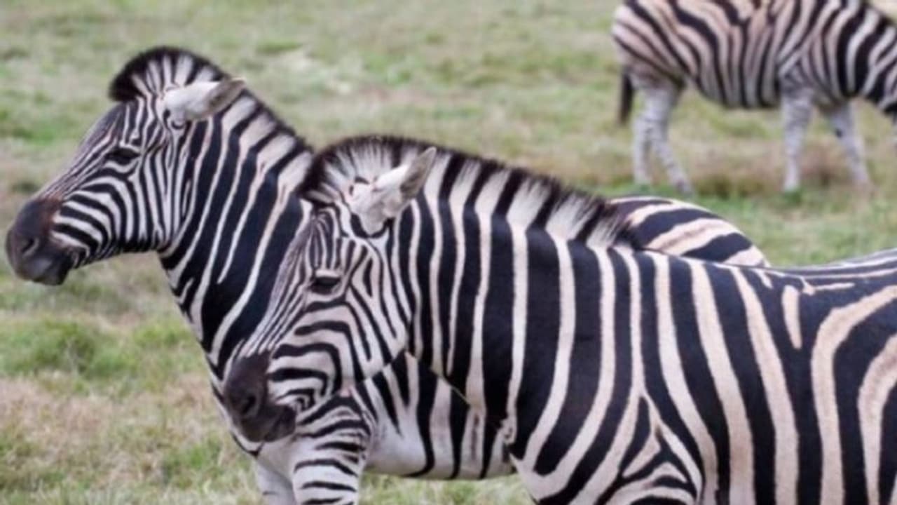 സുഹൃത്തിനെ രക്ഷിക്കാന് സിംഹത്തിന്റെ മുന്നില് സീബ്രയുടെ പോരാട്ടം; ഇങ്ങനെ ഒരു സുഹൃത്ത് വേണമെന്ന് ട്വിറ്റര് സുഹൃത്തിനെ രക്ഷിക്കാന് സിംഹത്തിന്റെ മുന്നില് സീബ്രയുടെ പോരാട്ടം; ഇങ്ങനെ ഒരു സുഹൃത്ത് വേണമെന്ന് ട്വിറ്റര്