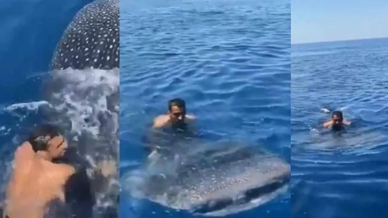 കൂറ്റന്‍ തിമിംഗല സ്രാവിന്‍റെ പുറത്തുകയറി യുവാവ്; അമ്പരപ്പിക്കുന്ന വീഡിയോ