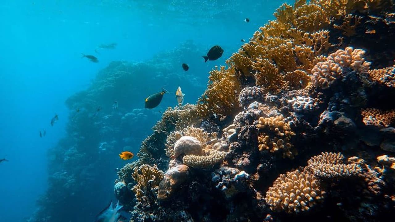 நாம் சுவாசிக்கும் ஆக்சிஜனில் 70% தயாரிப்பது பெருங்கடல்கள்தான்..! காடுகள் அல்ல. சுற்றுச் சூழல் அமைப்பு அதிரடி நாம் சுவாசிக்கும் ஆக்சிஜனில் 70% தயாரிப்பது பெருங்கடல்கள்தான்..! காடுகள் அல்ல. சுற்றுச் சூழல் அமைப்பு அதிரடி