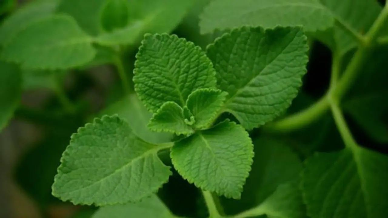 இந்த ஒரு இலை போதும்..உங்கள் முழங்கால் மற்றும் முதுகு வலிக்கு நிரந்தர தீர்வு கிடைக்கும்..!! இந்த ஒரு இலை போதும்..உங்கள் முழங்கால் மற்றும் முதுகு வலிக்கு நிரந்தர தீர்வு கிடைக்கும்..!!